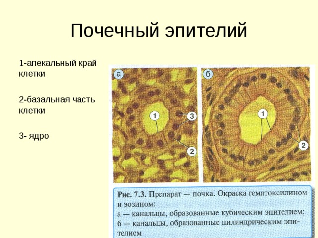 Поверхности клетки. Базальная и апикальная части клетки. Базальный конец клетки. Апикальная часть клетки. Базальная и апикальная части эпителиальной клетки.