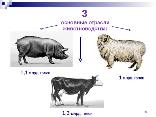 3  основные отрасли животноводства: 1,1  млрд. голов 1 млрд. голов  1,3 млрд. голов 