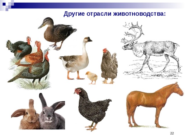 Другие отрасли животноводства:  