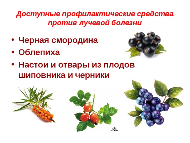 Доступные профилактические средства против лучевой болезни Черная смородина Облепиха Настои и отвары из плодов шиповника и черники 