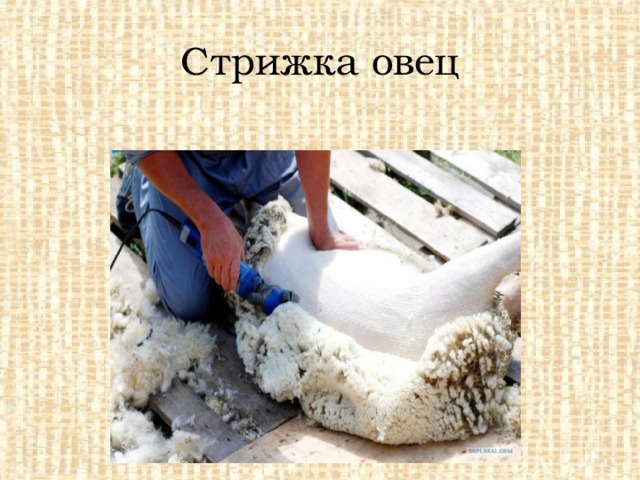 Стрижка овец 