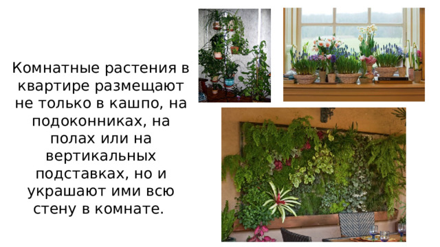 Комнатные растения в квартире размещают не только в кашпо, на подоконниках, на полах или на вертикальных подставках, но и украшают ими всю стену в комнате. 