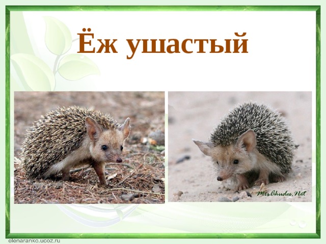 Проект о ушастом еже