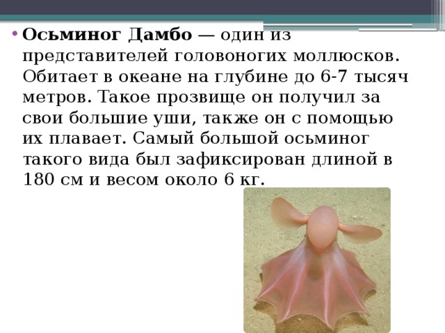 Осьминог Дамбо  — один из представителей головоногих моллюсков. Обитает в океане на глубине до 6-7 тысяч метров. Такое прозвище он получил за свои большие уши, также он с помощью их плавает. Самый большой осьминог такого вида был зафиксирован длиной в 180 см и весом около 6 кг.   