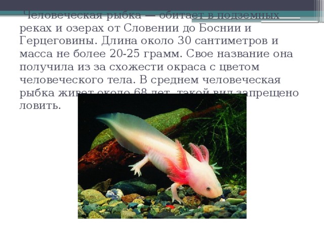  Человеческая рыбка — обитает в подземных реках и озерах от Словении до Боснии и Герцеговины. Длина около 30 сантиметров и масса не более 20-25 грамм. Свое название она получила из за схожести окраса с цветом человеческого тела. В среднем человеческая рыбка живет около 68 лет, такой вид запрещено ловить. 