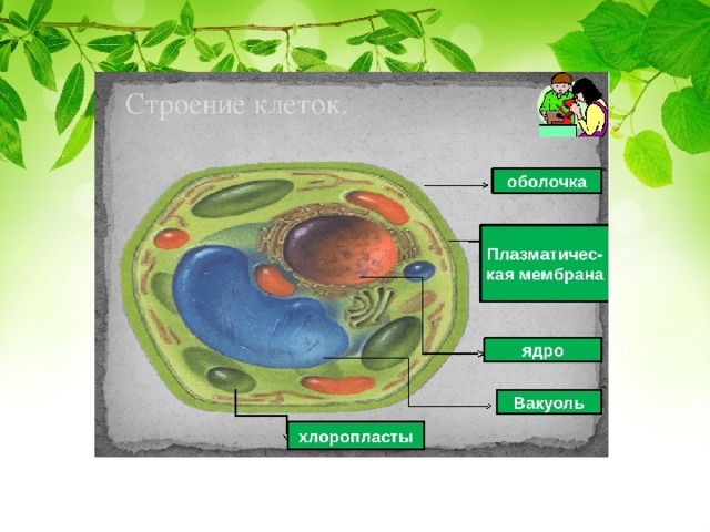 Живые неживые клетки. Схема растительной клетки 5 класс биология. Модель растительной клетки 6 класс биология. Биология 5 класс строение клетки растительной модель. Модель клетки растения биология 5 класс.