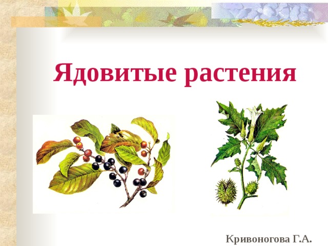 Ядовитые растения Кривоногова Г.А. 