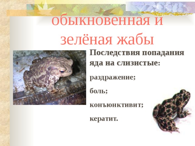 обыкновенная и зелёная жабы Последствия попадания яда на слизистые : раздражение; боль; конъюнктивит; кератит. 