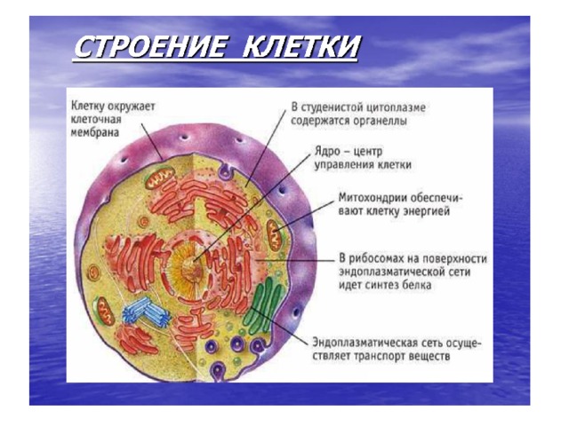 Питание клетки животных