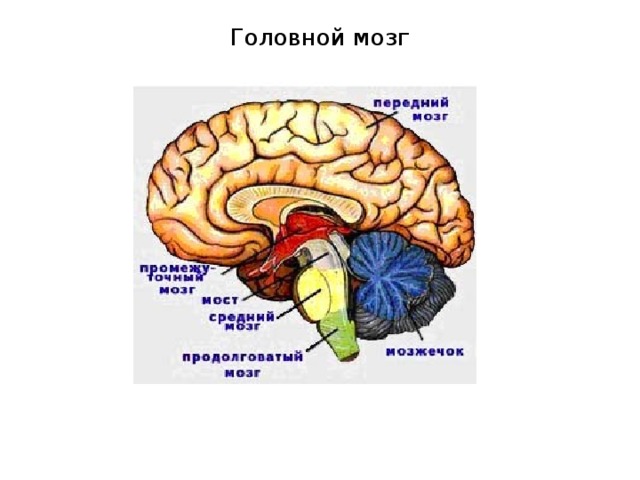 Укажите какой цифрой обозначена часть мозга млекопитающего