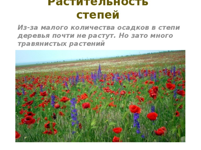 Растительность степей Из-за малого количества осадков в степи деревья почти не растут. Но зато много травянистых растений 