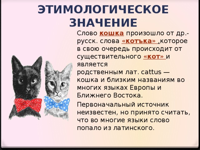 Кошка текст