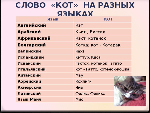 однокоренные слова к слову кот