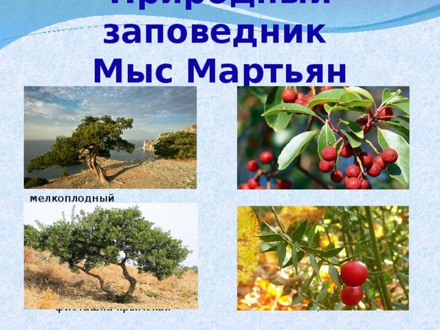 Презентация мыс мартьян