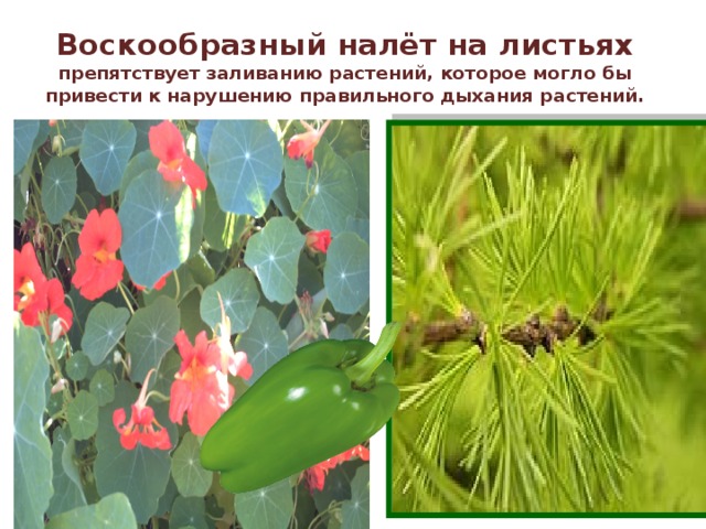 Воскообразный налёт на листьях препятствует заливанию растений, которое могло бы привести к нарушению правильного дыхания растений.  