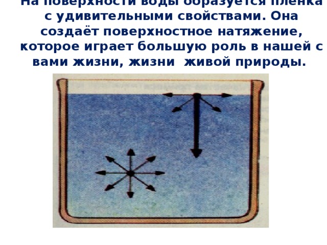 На поверхности воды образуется плёнка с удивительными свойствами. Она создаёт поверхностное натяжение, которое играет большую роль в нашей с вами жизни, жизни живой природы. 