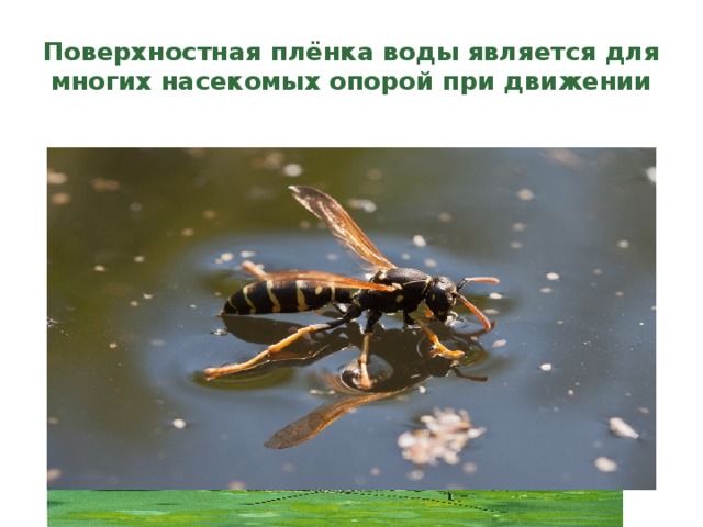 Поверхностная плёнка воды является для многих насекомых опорой при движении 