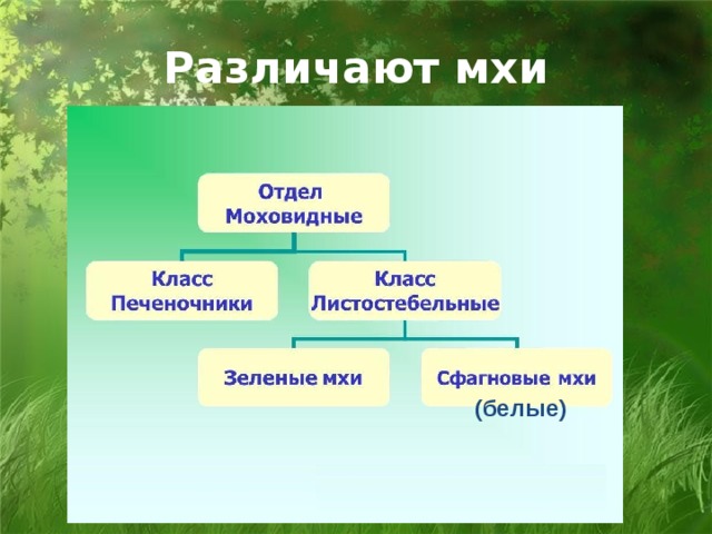 Значение мхов в природе и жизни человека схема