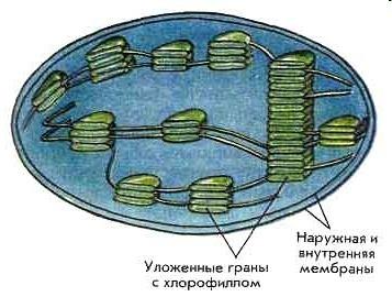 Уровень организации хлоропласта. Хлоропласт рисунок. Хлоропласт две мембраны. Строение хлоропласта рисунок ЕГЭ.