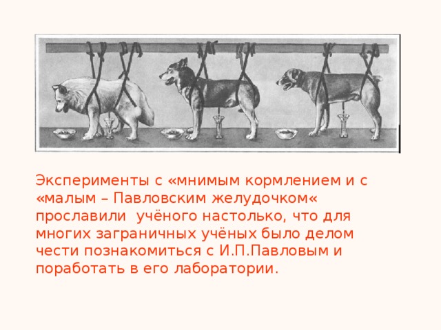 Данный опыт. Опыт с мнимым кормлением. Мнимое кормление Павлова опыт кратко. Опыт с мнимым кормлением кратко. Опыт с малым желудочком Павлов.