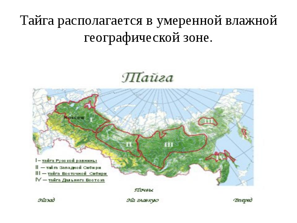 Протяженность тайги по направлениям в градусах. Территория тайги на карте России. Тайга на географической карте. Где находится Тайга на карте. Географическое положение тайги в России на карте.