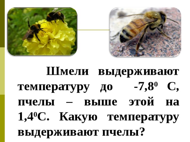 Шмели выдерживают температуру до -7,8 0 С, пчелы – выше этой на 1,4 0 С. Какую температуру выдерживают пчелы?