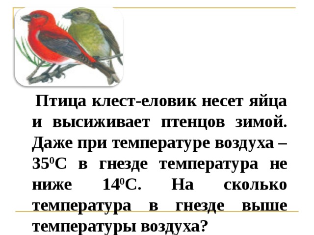 Птица клест-еловик несет яйца и высиживает птенцов зимой. Даже при температуре воздуха – 35 0 С в гнезде температура не ниже 14 0 С. На сколько температура в гнезде выше температуры воздуха?