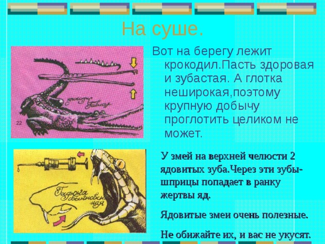 На суше. Вот на берегу лежит крокодил.Пасть здоровая и зубастая. А глотка неширокая,поэтому крупную добычу проглотить целиком не может. У змей на верхней челюсти 2 ядовитых зуба.Через эти зубы-шприцы попадает в ранку жертвы яд. Ядовитые змеи очень полезные. Не обижайте их, и вас не укусят. 