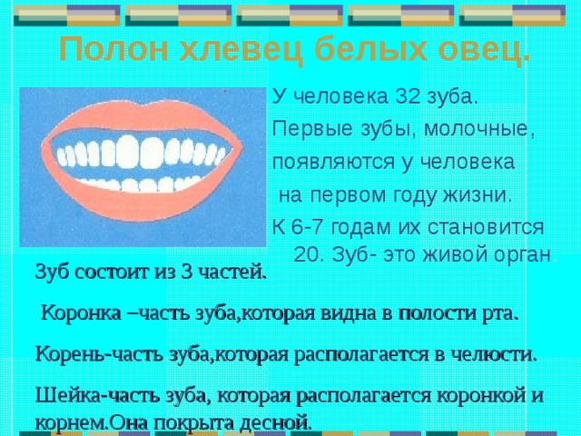 Полон хлевец белых овец. У человека 32 зуба. Первые зубы, молочные, появляются у человека  на первом году жизни. К 6-7 годам их становится 20. Зуб- это живой орган . Зуб состоит из 3 частей.  Коронка –часть зуба,которая видна в полости рта. Корень-часть зуба,которая располагается в челюсти. Шейка-часть зуба, которая располагается коронкой и корнем.Она покрыта десной. 