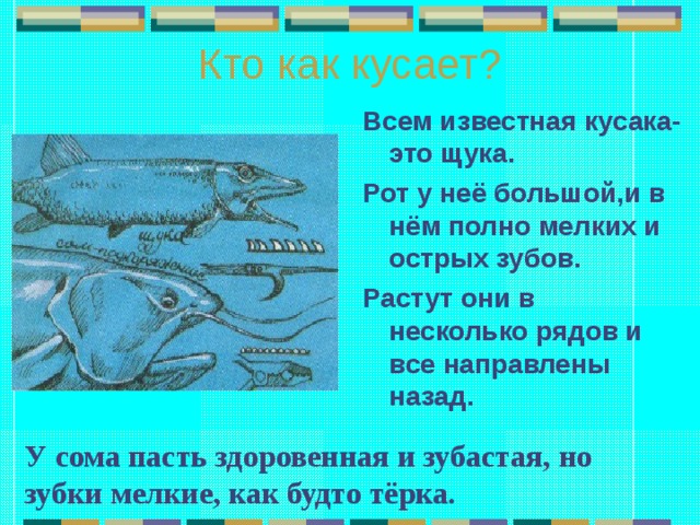 Кто как кусает? Всем известная кусака- это щука. Рот у неё большой,и в нём полно мелких и острых зубов. Растут они в несколько рядов и все направлены назад.  У сома пасть здоровенная и зубастая, но зубки мелкие, как будто тёрка. 