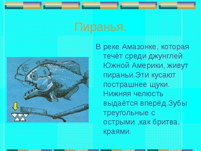 Пиранья. В реке Амазонке, которая течёт среди джунглей Южной Америки, живут пираньи.Эти кусают пострашнее щуки. Нижняя челюсть выдаётся вперёд.Зубы треугольные с острыми ,как бритва, краями. 