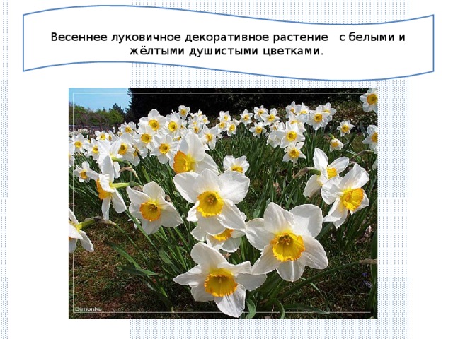 Весеннее луковичное декоративное растение с белыми и жёлтыми душистыми цветками.  Автор презентации: Захарьина Е.А. Публикация на сайте http://www.saharina.ru/metod/rus/  