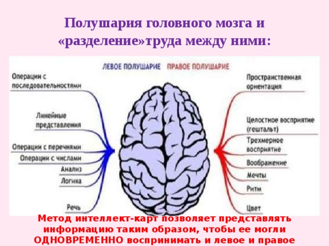 Между левым и правым полушарием. Левое и правое полушарие. Левое полушарие мозга. Функции правого полушария. Левое и правое полушарие головного мозга.