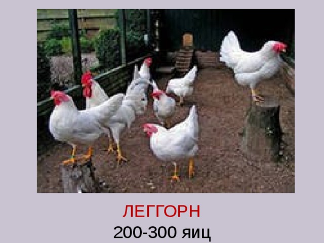 ЛЕГГОРН  200-300 яиц 