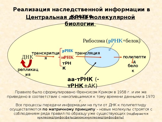 Реализация наследственной информации в клетке презентация 10 класс