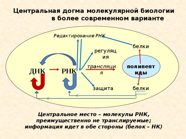 Центральная догма молекулярной биологии