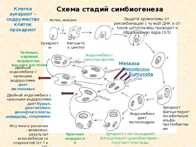 Клеточный цикл эукариот