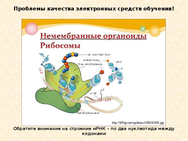 Немембранные органоиды рисунок. Немембранные органоиды. Неме бранный оргсноиды. Немембранные клеточные органеллы. Немембранные органоиды клетки.