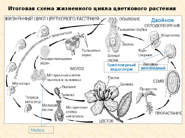 Установите последовательность происходящих при размножении человека. Цикл размножения покрытосеменных растений. Жизненный цикл покрытосеменных схема. Жизненный цикл покрытосеменных растений. Цикл развития цветковых.