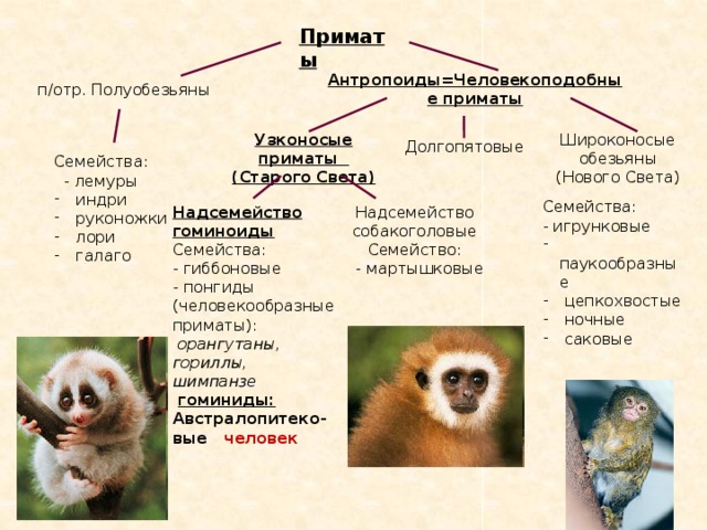 План урока отряд приматы