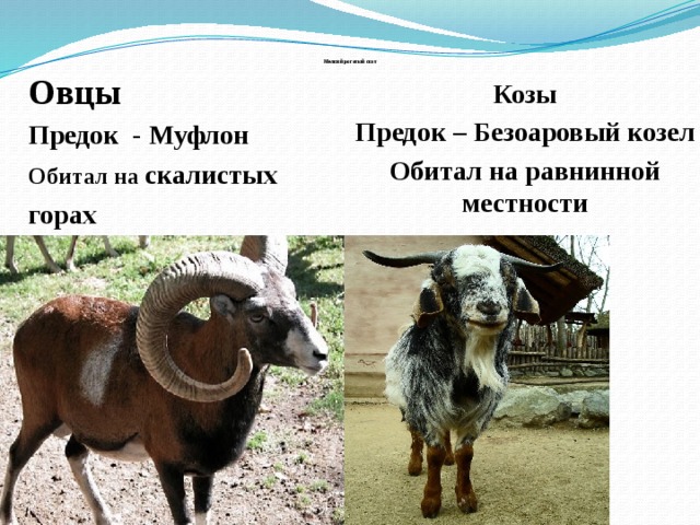 Предок козы