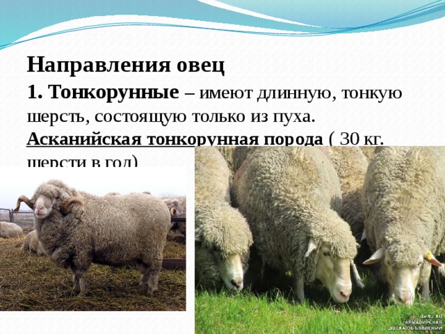 Направления овец  1. Тонкорунные – имеют длинную, тонкую шерсть, состоящую только из пуха.  Асканийская тонкорунная порода ( 30 кг. шерсти в год)   
