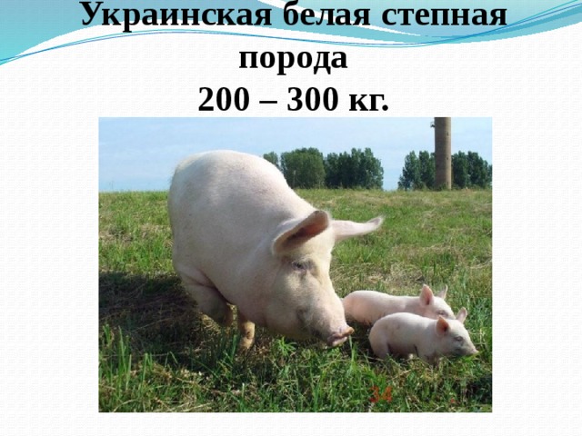 Украинская белая степная порода  200 – 300 кг. 