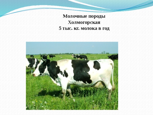 Молочные породы  Холмогорская  5 тыс. кг. молока в год 