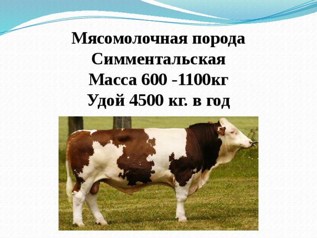 Мясомолочная порода  Симментальская  Масса 600 -1100кг  Удой 4500 кг. в год 