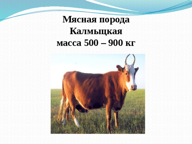  Мясная порода  Калмыцкая  масса 500 – 900 кг 
