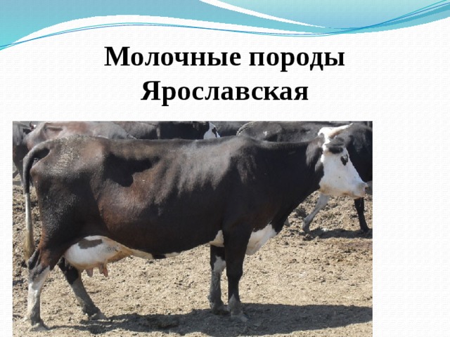 Молочные породы  Ярославская   