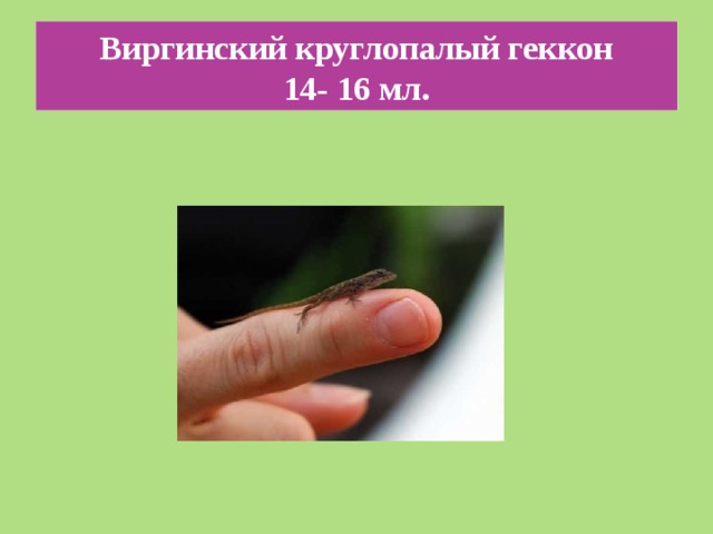 Виргинский круглопалый геккон  14- 16 мл. 