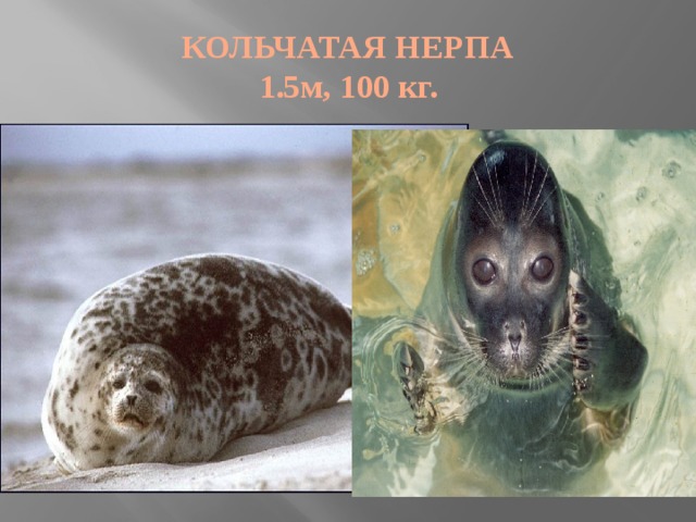 КОЛЬЧАТАЯ НЕРПА  1.5м, 100 кг.  