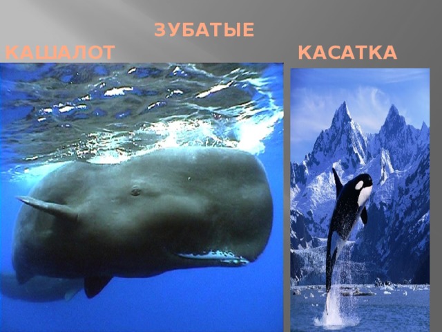  ЗУБАТЫЕ  КАШАЛОТ КАСАТКА 